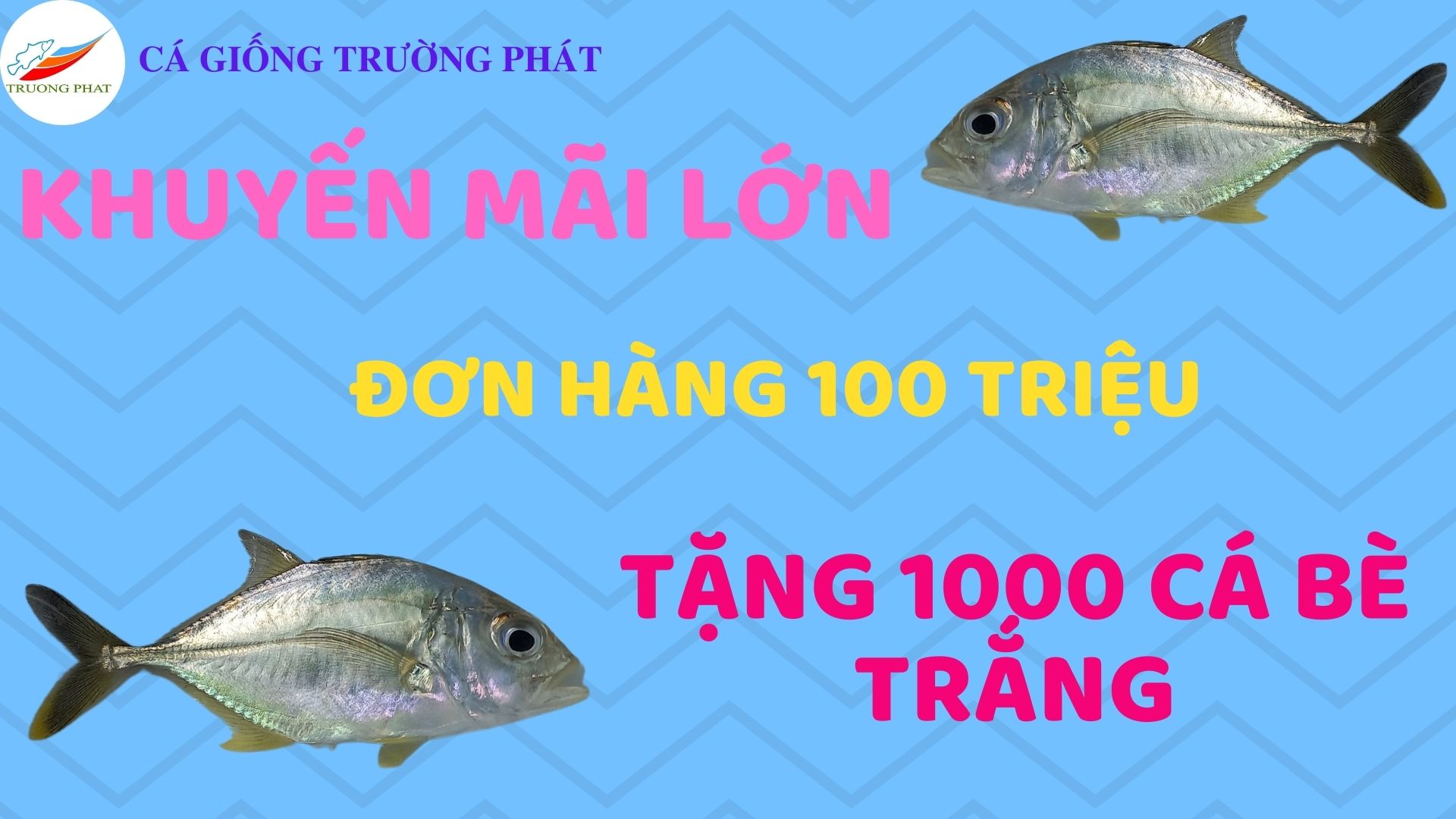 Tặng 1000 giống cá bè trắng