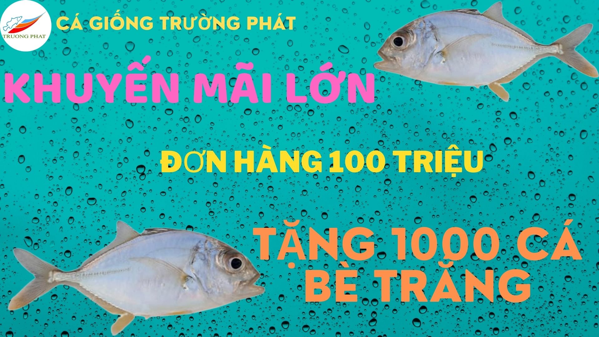 Tặng giống cá bè trắng