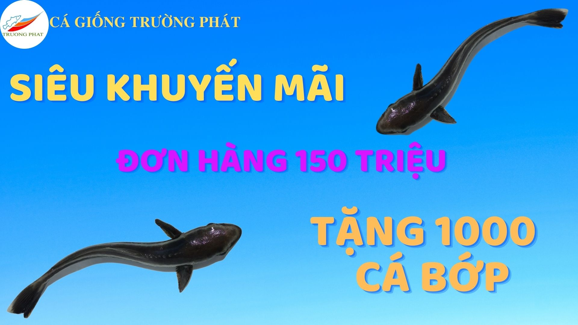 Tặng 1000 giống cá bớp