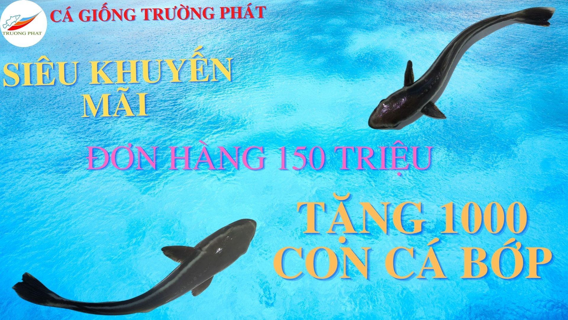 Tặng giống cá bớp