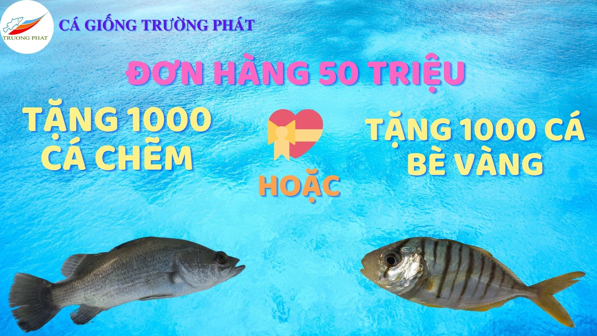 Tặng 1000 giống cá bè vàng hoặc 1000 giống cá chẽm