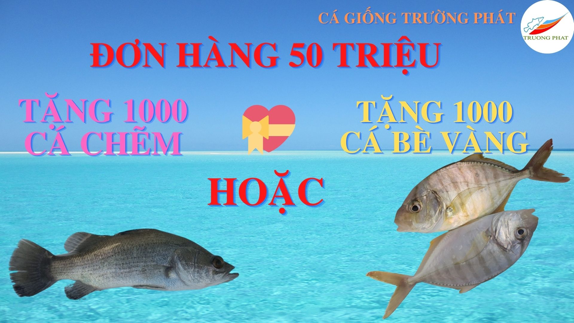 Tặng giống cá chẽm hoặc giống cá bè vàng 