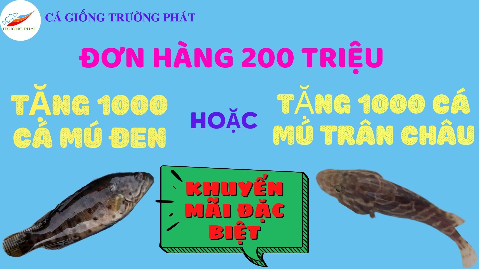 Tặng 1000 giống cá mú trân châu hoặc 1000 giống cá mú đen