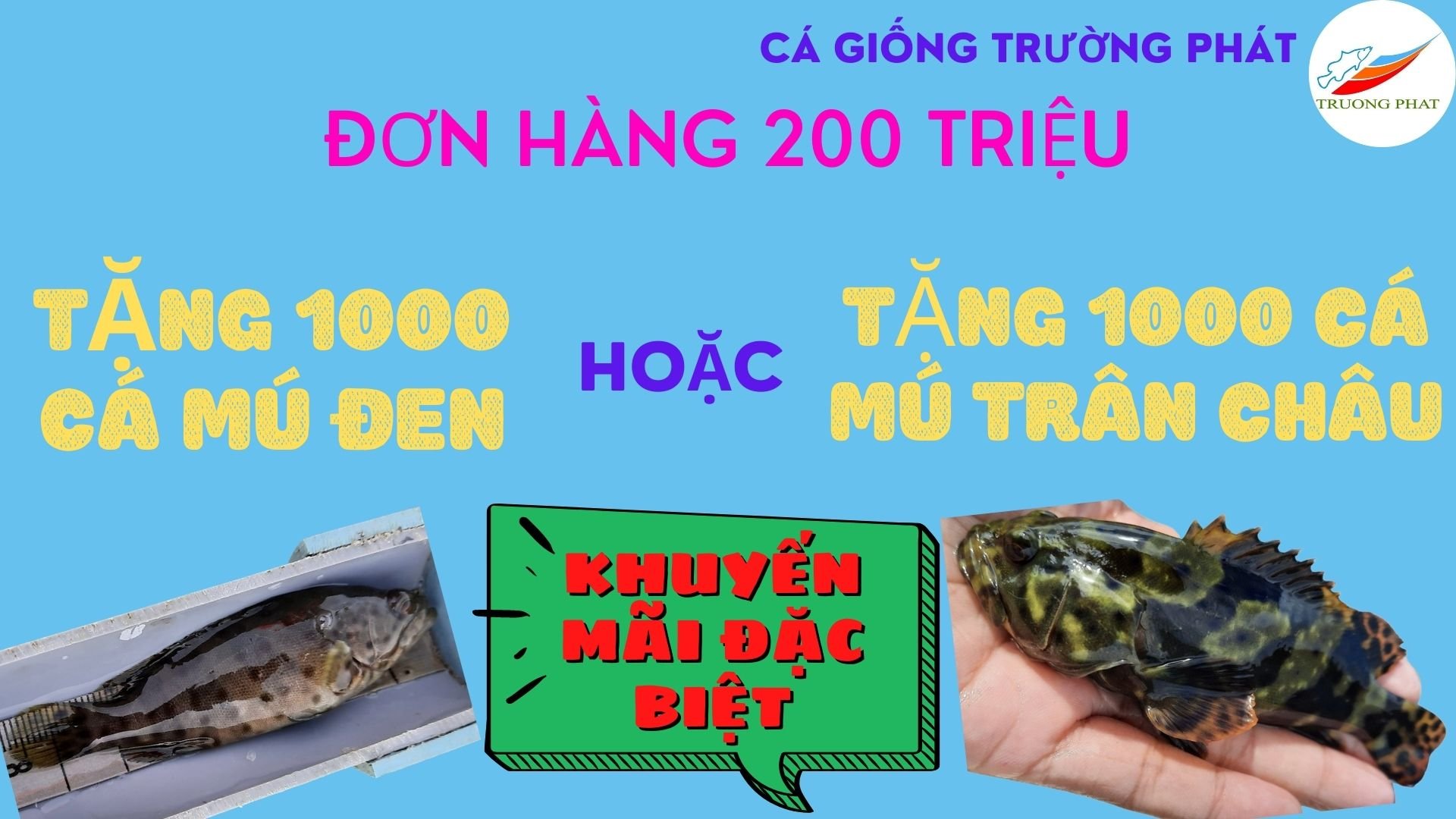 khuyến mãi cá mú trân châu