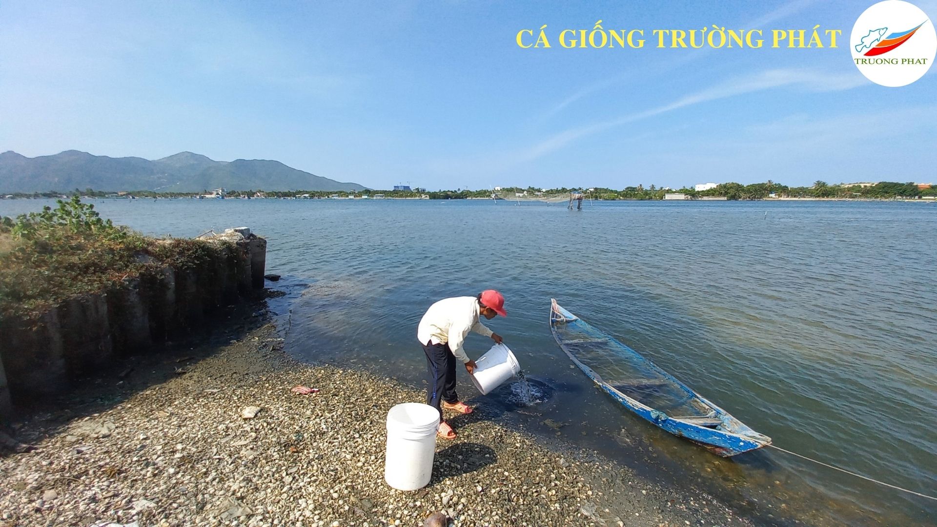 Thả cá giống phóng sinh