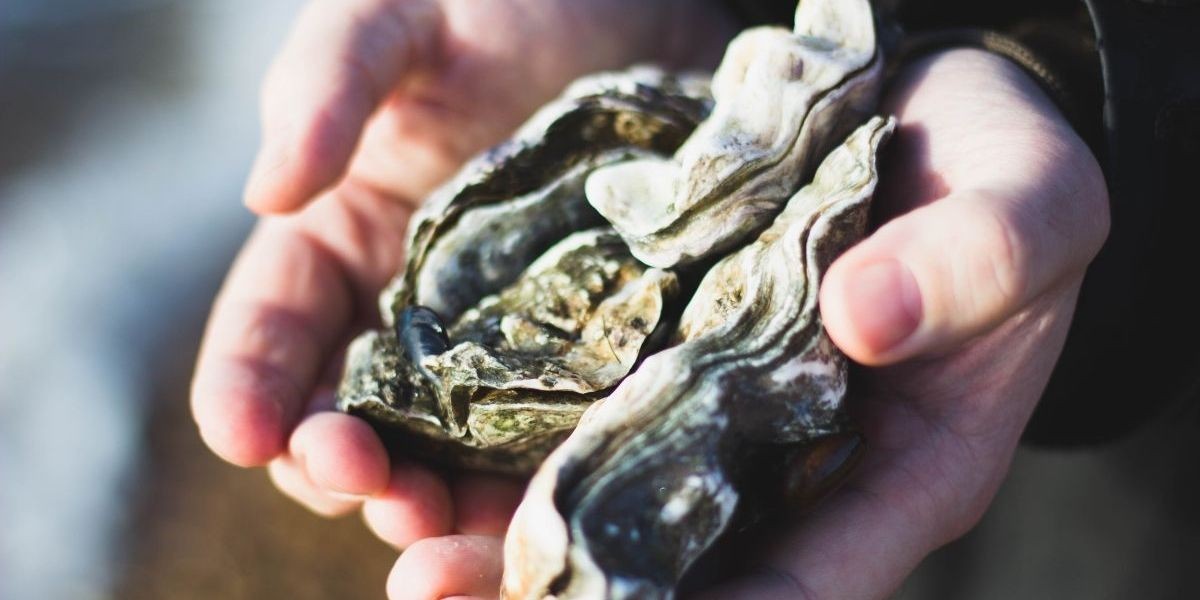 Ngành hàu Pháp chao đảo: Dịch bệnh bùng phát, biến đổi khí hậu bào mòn sản lượng