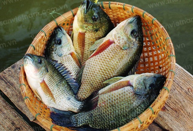 Cá rô phi trở thành điểm tăng trưởng mới của xuất khẩu thủy sản