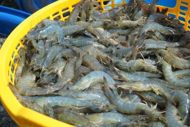 Bảo hiểm nông nghiệp cho ao tôm: Giải pháp an toàn hay vẫn khó tiếp cận?