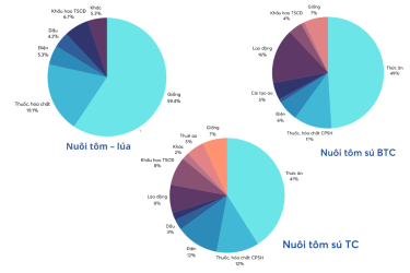 Một con tôm “gánh” bao nhiêu chi phí trước khi xuất khẩu?