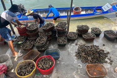 Hợp tác xã thủy sản trước thách thức hàng nhập giá rẻ