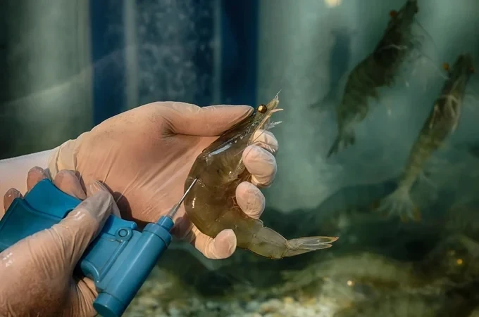 Công nghệ nuôi tôm của Việt Nam đang bắt kịp thế giới