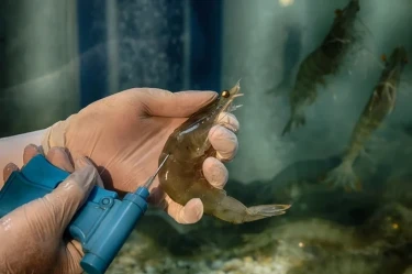 Công nghệ nuôi tôm của Việt Nam đang bắt kịp thế giới