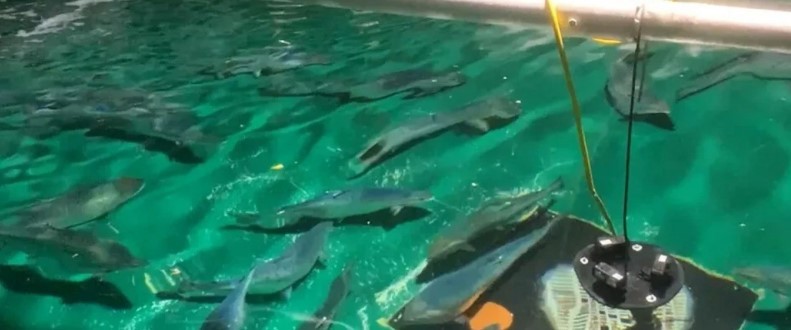 Hướng đi mới giúp giảm chi phí và nâng hiệu quả nuôi trồng thủy sản