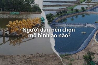 Khác biệt giữa ao tôm lót bạt và ao nuôi tôm truyền thống: Nên chọn mô hình nào?