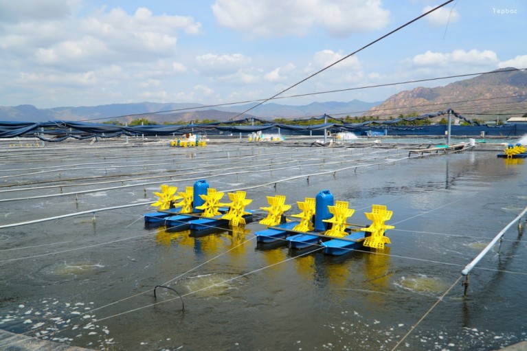 Nucleotides phụ gia xây dựng hệ miễn dịch cấp tốc cho tôm