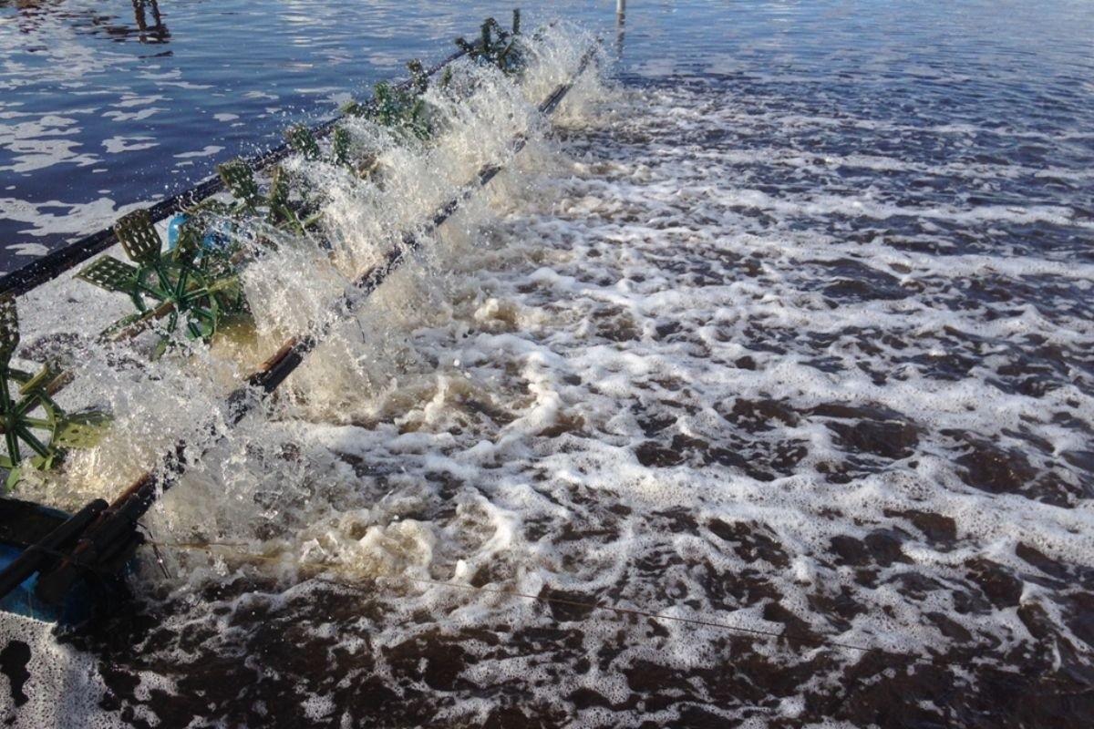 Cách nhận biết tôm nhiễm độc khí NO2, NH3