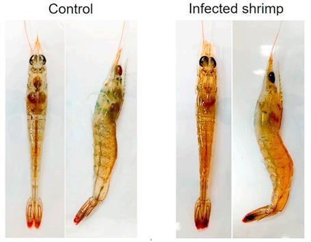 Aeromonas schubertii - Tác nhân tiềm ẩn gây bệnh trên tôm thẻ