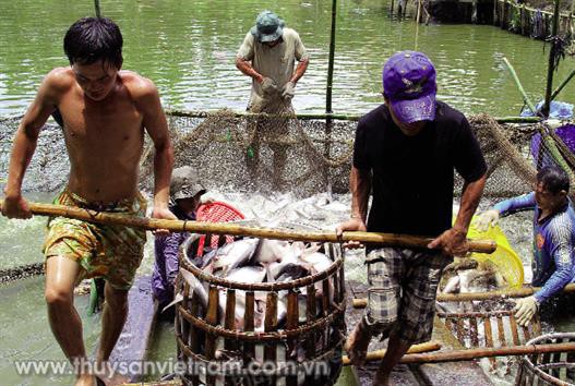 An Giang: Hiệu quả chuỗi liên kết