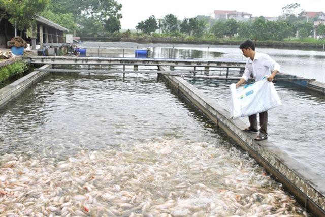 Công nghệ nuôi cá mật độ gấp 10 lần ao thường, cá săn chắc, thơm ngon