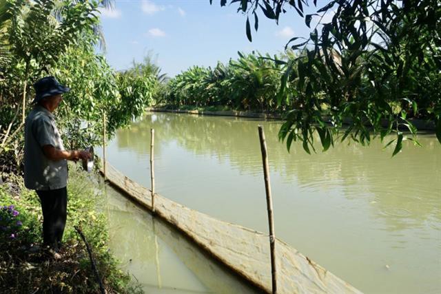 Nuôi loài cá màu Nhật Bản, ông nông dân đợt nào cũng bán hết sạch