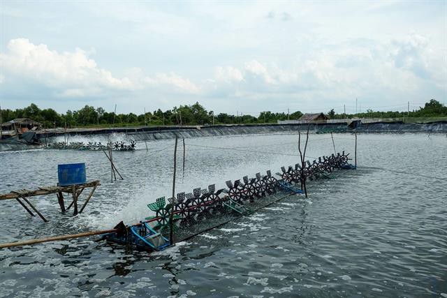 Bạc Liêu chủ động hỗ trợ người nuôi tôm phòng ngừa dịch bệnh