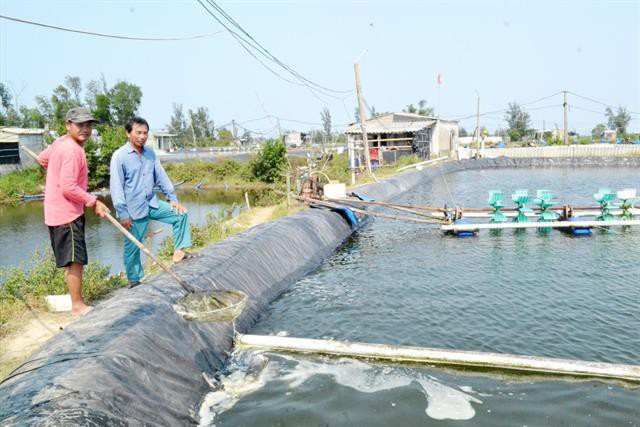 Chuyển làm muối sang nuôi tôm