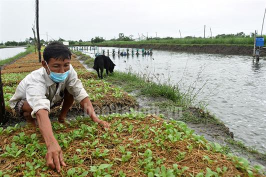 Tiến độ xuống giống vụ tôm mới chậm