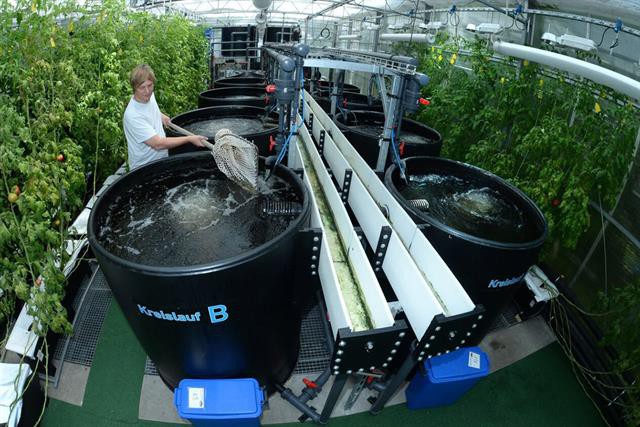 Tích hợp hệ thống Aquaponic và Biofloc