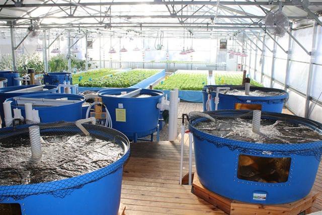 Tính khả thi về tài chính khi kinh doanh mô hình Aquaponics