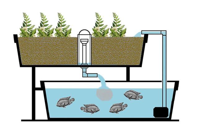 Mô hình Aquaponic hiệu quả cao: Nuôi cá lóc- trồng rau muống