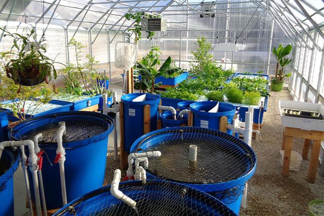 Mô hình Aquaponics quy mô nhỏ cho hộ gia đình