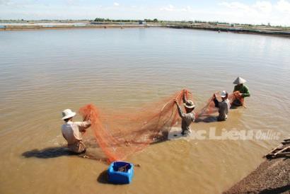 Tiền Giang: Giàu lên nhờ nuôi cá