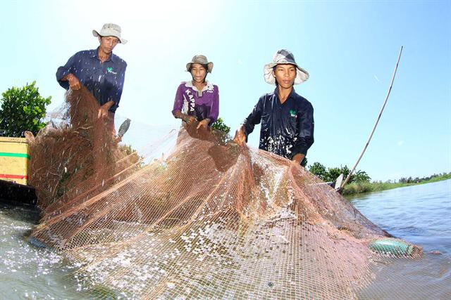 Mô hình sinh kế nuôi trữ cá đồng mùa nước nổi