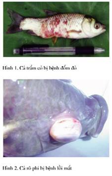 Bệnh trên cá trắm cỏ, rô phi và biện pháp điều trị