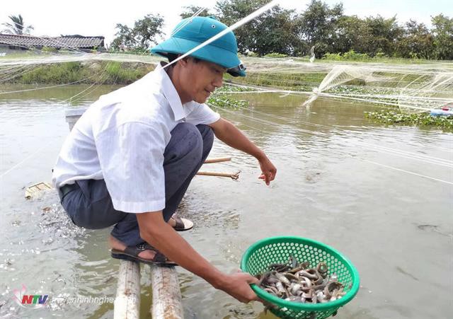 Triển vọng từ mô hình nuôi cá chạch sụn