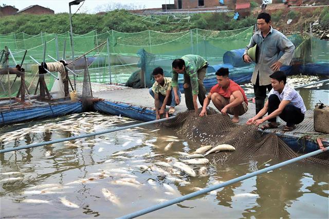 Ngày càng nhiều người nuôi cá lồng bị thiệt hại vì ô nhiễm nguồn nước