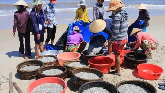 Miền Trung: Ngư dân liên tục trúng mùa