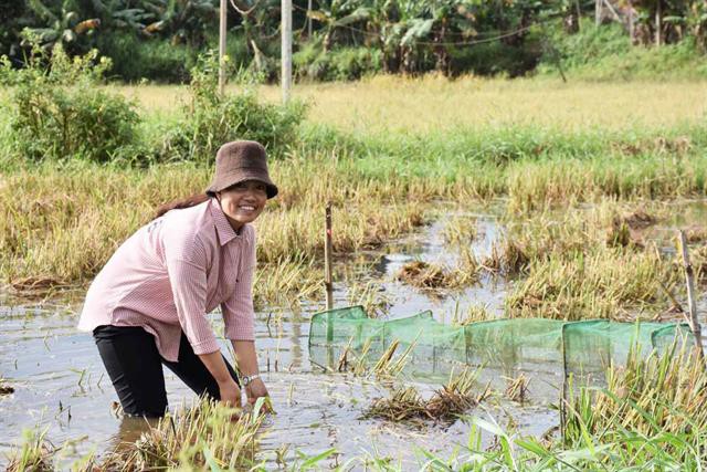 Nuôi cá thả đồng: Chi phí thấp, hiệu quả cao