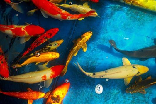 Thanh niên trẻ khởi nghiệp từ cá Koi