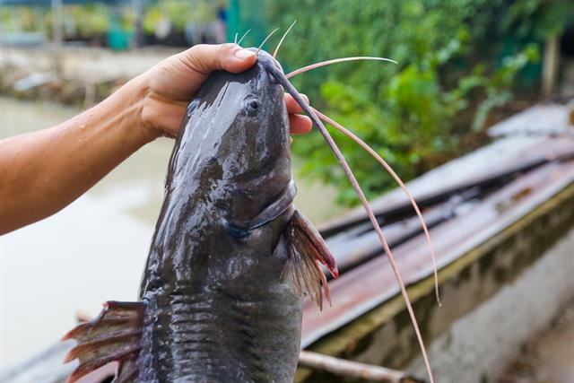 Mô hình nuôi cá lăng thương phẩm phù hợp với hồ nước rộng