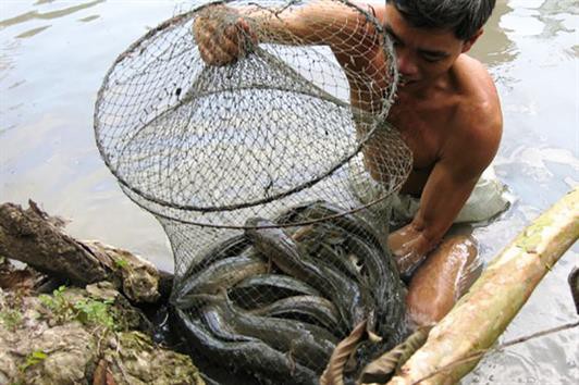 Trà Vinh: Cá lóc nuôi tuột nhớt tràn lan do nước mặn
