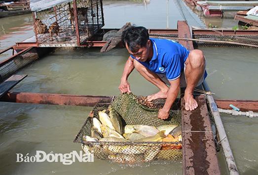 Làng nuôi cá bè Hiệp Hòa xảy ra hiện tượng cá chết bất thường