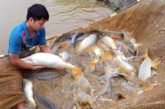 Tăng cường phòng chống dịch bệnh trên thuỷ sản