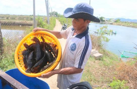 Cá mú bị bỏ đói vì... không bán được!