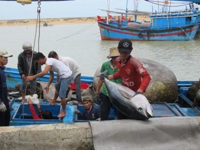 Trúng đậm cá ngừ, ngư dân Phú Yên hăng hái vươn khơi