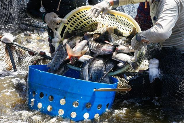 Lá ổi – Cây nhà lá vườn giúp cá giải độc thuốc trừ sâu