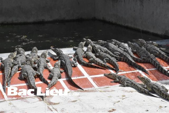 Cá sấu rớt giá, người nuôi khóc ròng