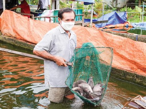 TP. Cần Thơ: Nuôi cá tai tượng “trên cạn” giữa lòng đô thị