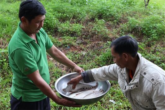 Thu nhập cao từ mô hình nuôi cá thát lát thương phẩm trong ao