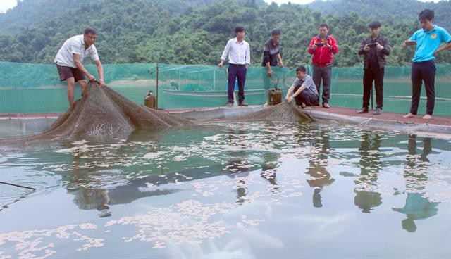 Nuôi cá thủy điện Sơn La, đánh bắt tới đâu thương lái tranh mua tới đó